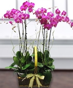 7 dall mor lila orkide  Mersin yurtii ve yurtd iek siparii 