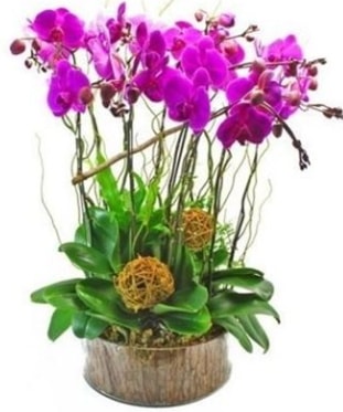 Ahap ktkte lila mor orkide 8 li  Mersin ucuz iek gnder 