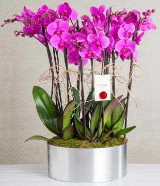 11 dall mor orkide metal vazoda  Mersin yurtii ve yurtd iek siparii 
