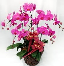 Sepet ierisinde 5 dall lila orkide  Mersin iek gnderme 