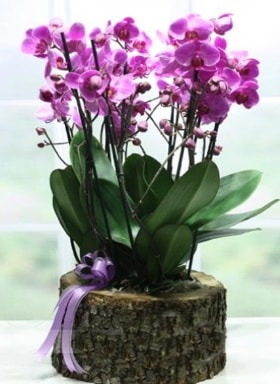 Ktk ierisinde 6 dall mor orkide  Mersin iek gnderme 