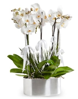 Be dall metal saksda beyaz orkide  Mersin online ieki , iek siparii 