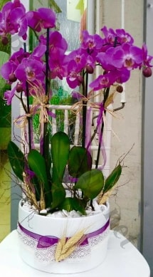 Seramik vazoda 4 dall mor lila orkide  Mersin internetten iek sat 