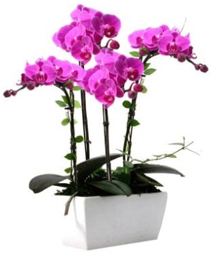 Seramik vazo ierisinde 4 dall mor orkide  Mersin iek gnderme sitemiz gvenlidir 