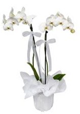 2 dall beyaz orkide  Mersin iek online iek siparii 