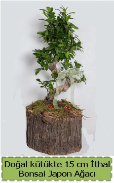 Doal ktkte thal bonsai japon aac  Mersin iek yolla , iek gnder , ieki  