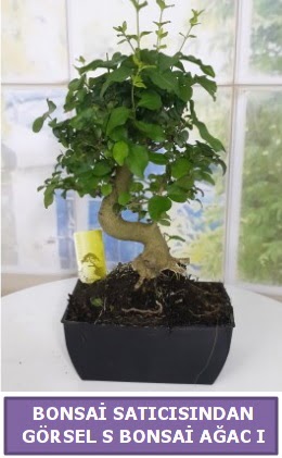 S dal erilii bonsai japon aac  Mersin iek gnderme sitemiz gvenlidir 