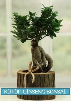 Ktk aa ierisinde ginseng bonsai  Mersin yurtii ve yurtd iek siparii 
