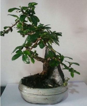 S eklinde ithal bonsai aac  Mersin online ieki , iek siparii 