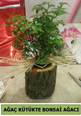 Doal aa ktk ierisinde bonsai aac  Mersin yurtii ve yurtd iek siparii 
