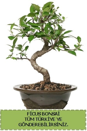 Ficus bonsai  Mersin yurtii ve yurtd iek siparii 