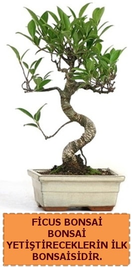 Ficus bonsai 15 ile 25 cm arasndadr  Mersin online ieki , iek siparii 