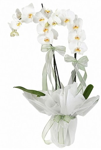 ift Dall Beyaz Orkide  Mersin cicek , cicekci 