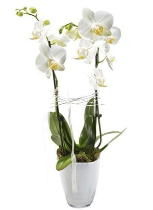 2 dall beyaz seramik beyaz orkide sakss  Mersin yurtii ve yurtd iek siparii 