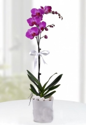 Tek dall saksda mor orkide iei  Mersin hediye iek yolla 