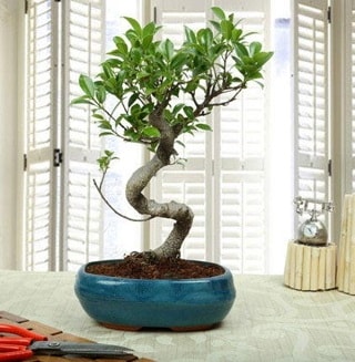 Amazing Bonsai Ficus S thal  Mersin ieki maazas 