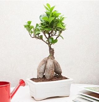 Exotic Ficus Bonsai ginseng  Mersin 14 ubat sevgililer gn iek 