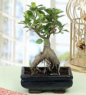 Appealing Ficus Ginseng Bonsai  Mersin cicek , cicekci 