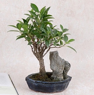 Japon aac Evergreen Ficus Bonsai  Mersin yurtii ve yurtd iek siparii 