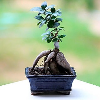 Marvellous Ficus Microcarpa ginseng bonsai  Mersin iek siparii sitesi 
