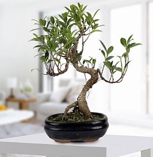 Gorgeous Ficus S shaped japon bonsai  Mersin iek servisi , ieki adresleri 