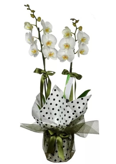 ift Dall Beyaz Orkide  Mersin online iek gnderme sipari 