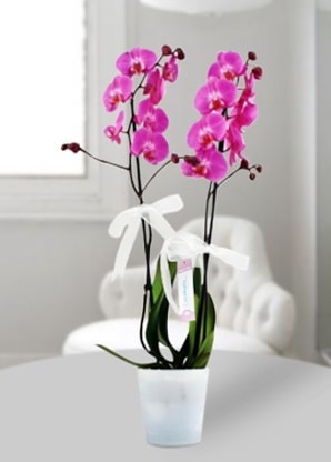 ift dall mor orkide  Mersin hediye iek yolla 