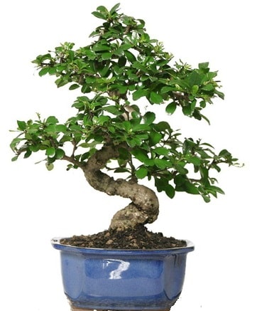 21 ile 25 cm aras zel S bonsai japon aac  Mersin nternetten iek siparii 