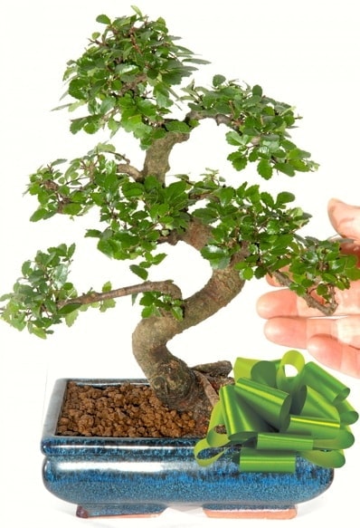 Yaklak 25 cm boyutlarnda S bonsai  Mersin iek , ieki , iekilik 