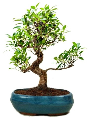 25 cm ile 30 cm aralnda Ficus S bonsai  Mersin yurtii ve yurtd iek siparii 