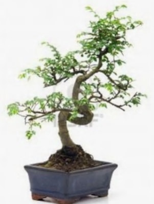 S gvde bonsai minyatr aa japon aac  Mersin iek gnderme sitemiz gvenlidir 