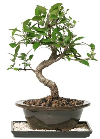 Altn kalite Ficus S bonsai  Mersin nternetten iek siparii  Sper Kalite