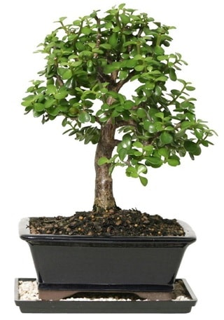 15 cm civar Zerkova bonsai bitkisi  Mersin iek , ieki , iekilik 