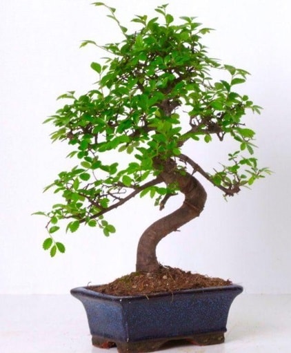 S gvdeli bonsai minyatr aa japon aac  Mersin yurtii ve yurtd iek siparii 