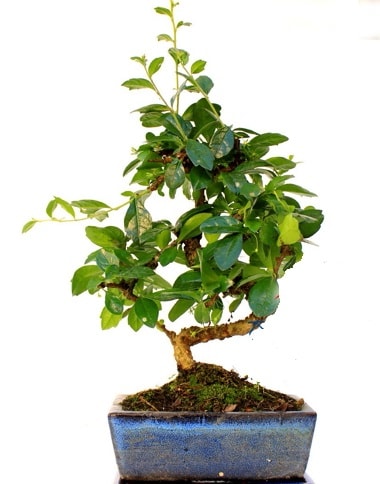 S gvdeli carmina bonsai aac  Mersin online ieki , iek siparii  Minyatr aa