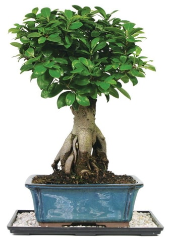 Bonsai Ginsing Grafted Ficus Bonsai  Mersin online ieki , iek siparii 