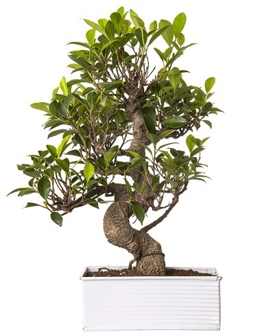 Exotic Green S Gvde 6 Year Ficus Bonsai  Mersin yurtii ve yurtd iek siparii 