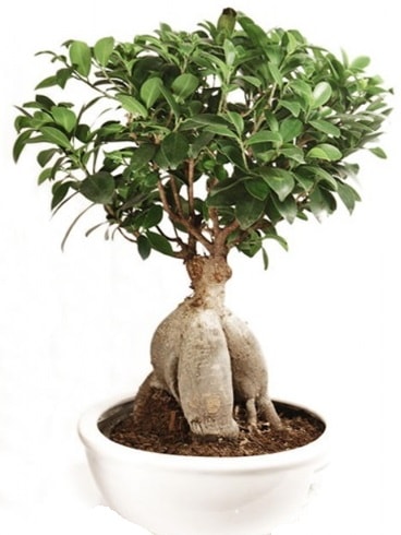 Ginseng bonsai japon aac ficus ginseng  Mersin gvenli kaliteli hzl iek 